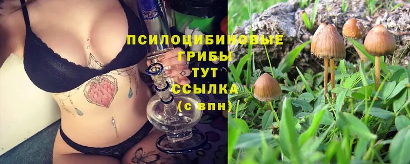 Псилоцибиновые грибы Psilocybine cubensis  Козьмодемьянск 